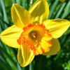 blossomhead